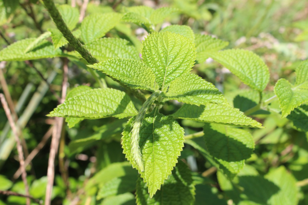 Stachytarpheta urticifolia Sims